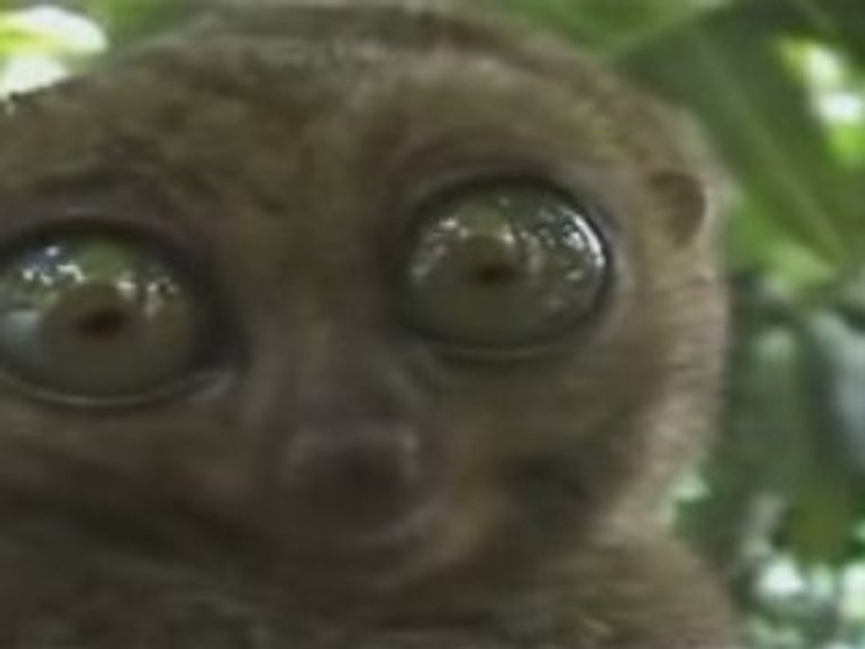 Dramatic Lemur