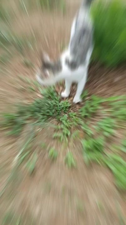 Mr chat observe poulette