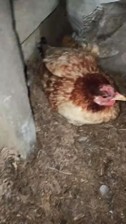 Poulette couve
