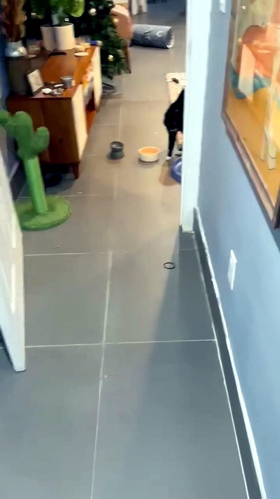 Quand un chat découvre... ses sosies en chaussons et panique !