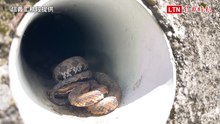 「洞房」曝光！新中橫塔塔加路段驚見龜殼花纏綿
