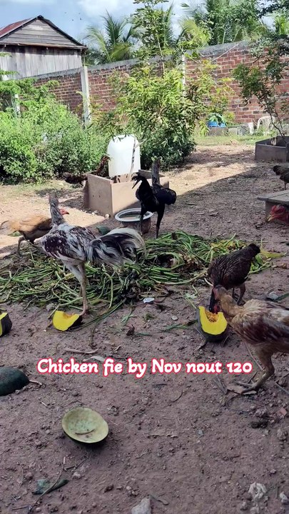Many flocks of chickens are eating natural food.Chicken fie by Nov nout 120