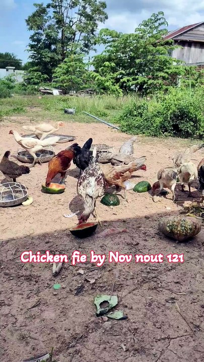 Many flocks of chickens are eating natural food.Chicken fie by Nov nout 121