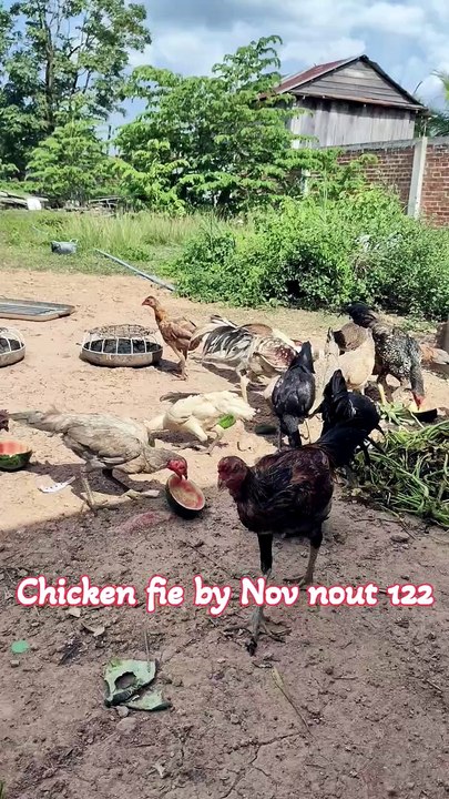Many flocks of chickens are eating natural food.Chicken fie by Nov nout 122