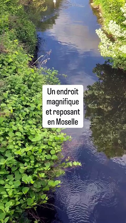🦆 Un endroit magnifique et reposant en Moselle. Le Canal de la Marne au Rhin à Lutzelbourg (.mp4