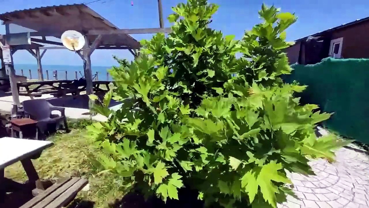 Akçakoca’da Böyle Kamp Alanı Olduğunu Kimse Söylemiyor! 😱 Georgia Camping