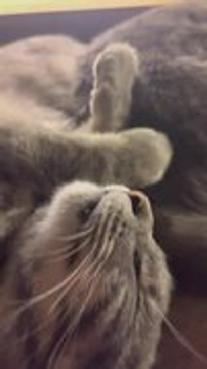 Cat Moves Lips While Sleeping