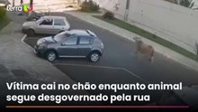 Homem é atingido por boi solto em rua de Minas Gerais; câmeras registram momento