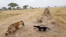 O Animal Mais Destemido do Mundo Contra uma Hiena! 😱