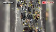 金門小三通又抓到活體走私！ 隨身行李藏248隻甲蟲 X光一掃活逮