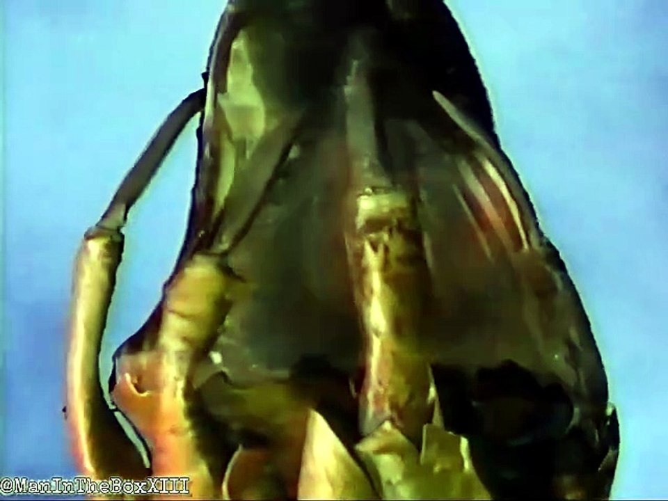 Subspecies 2: A Maldição Continua  (1993)  Trailer