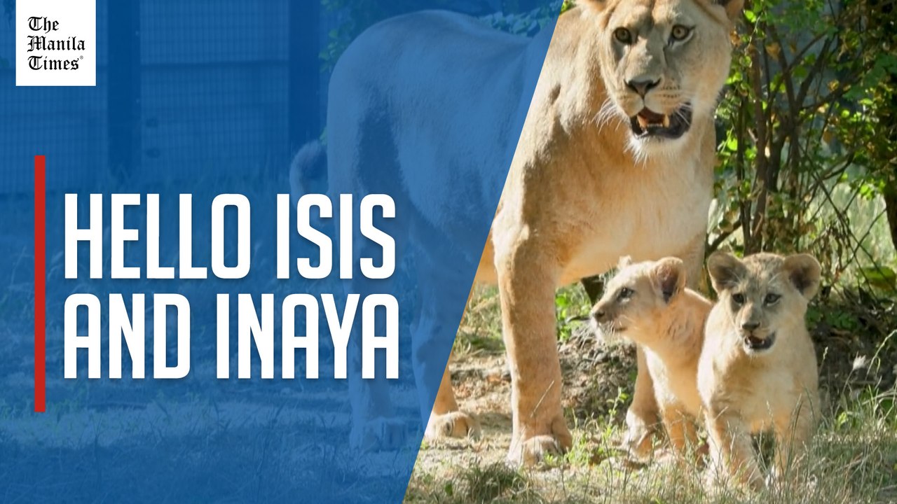 Lion cubs born in April take their first steps at the Paris Zoo
