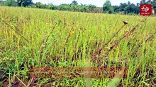 കാലവർഷം തെറ്റി, വയലുകൾ വരണ്ടുണങ്ങുന്നു; കൃഷിയിടങ്ങളിൽ നിന്ന് കേൾക്കുന്നത് കർഷകൻ്റെ കണ്ണീർക്കഥ!