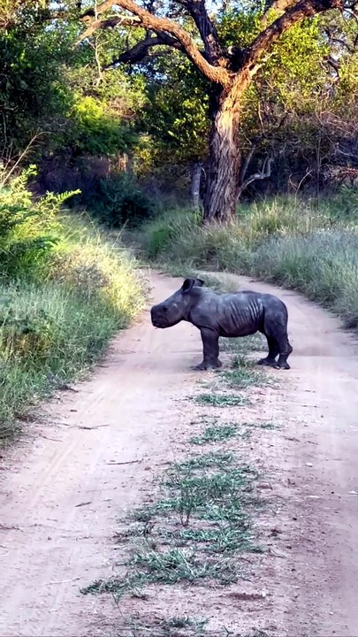 Un bébé rhinocéros pleine d’énergie fait le show avec sa famille en Afrique du Sud
