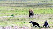Leões vs Hienas: A Guerra Eterna pela Sobrevivência na África! 🦁💥