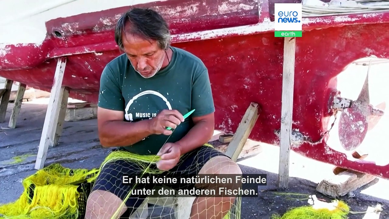 Invasive Art: Fischer auf Kreta verzweifeln an Plage giftiger Hasenkopf-Kugelfische