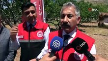 Tut ilçesinde dut hasadı başladı