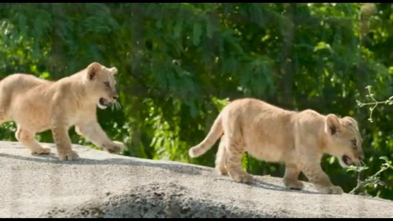 Parigi, debutto "rovente" allo zoo per le baby leoncine Isis e Inaya