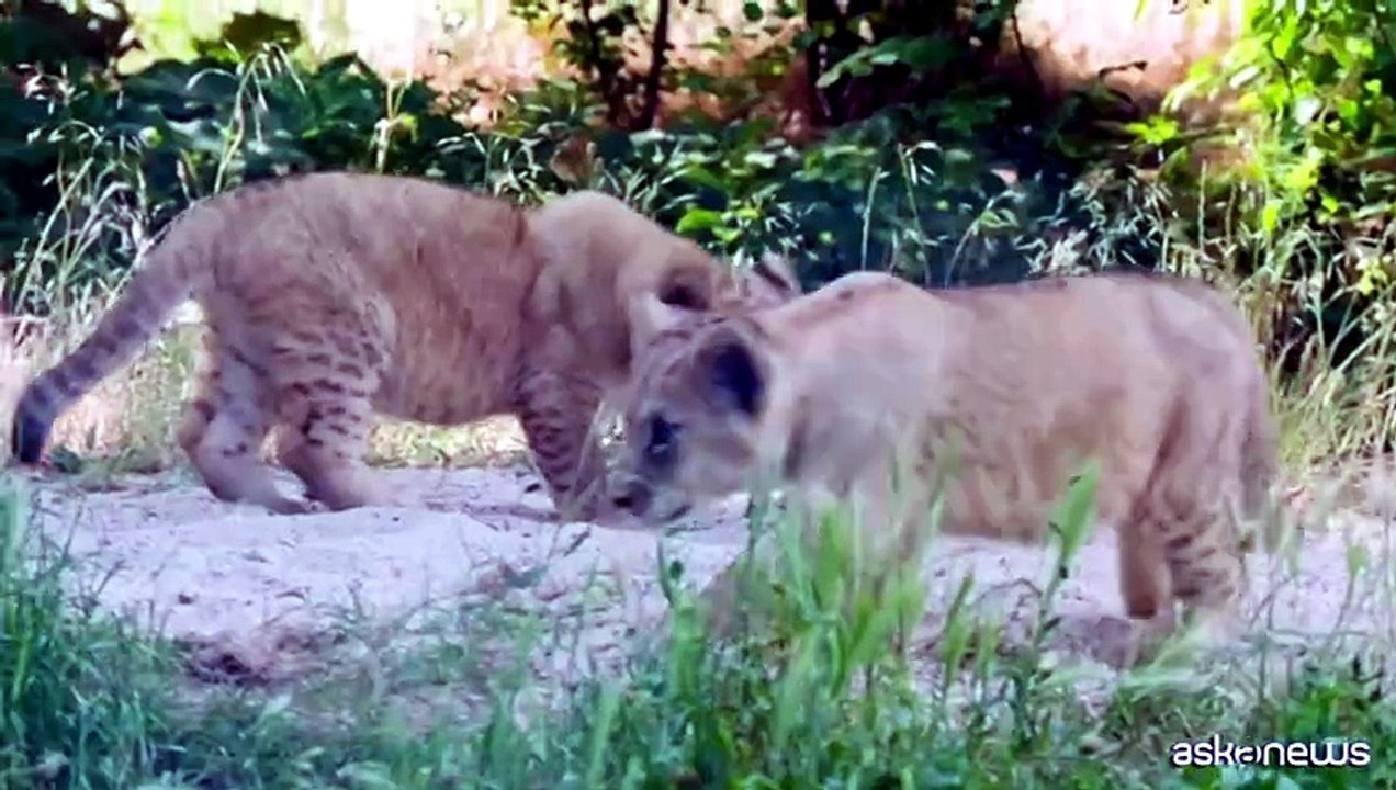 Parigi, debutto "rovente" allo zoo per le baby leoncine Isis e Inaya