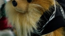 Las playeras del Mundial causan furor en mascotas
