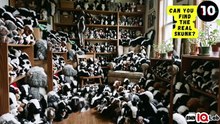 #YourEyesVsTheSkunks 👀⚔️🦨 Can You Find the Real Skunk? 🦨