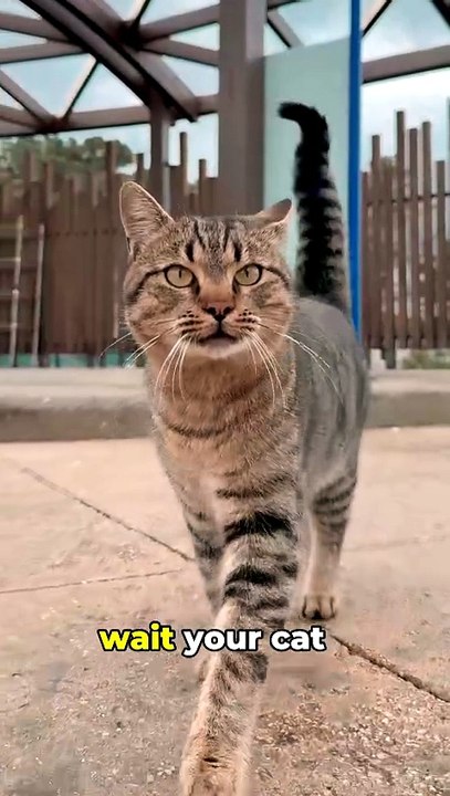 Your Cat Things Belong to it🐱