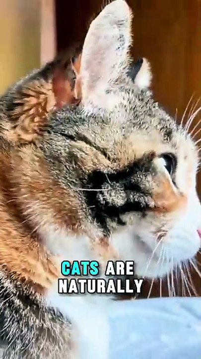 The Cat Breed That Never Stops Following You 😺
