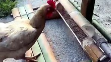 ٤ حيل ذكية وجديدة لإطعام الدجاج أثناء السفر 🐔 علافات مبتكرة #المحسن #اكسبلور #العلم #د #ترند #ناجي