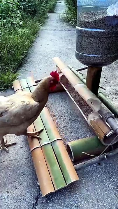 ٤ حيل ذكية وجديدة لإطعام الدجاج أثناء السفر 🐔 علافات مبتكرة #المحسن #اكسبلور #العلم #د #ترند #ناجي