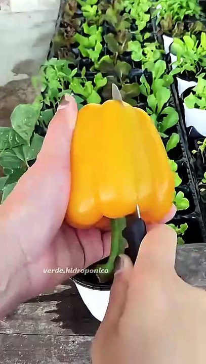 Aprende a cultivar tus alimentos 🍅🥬 en tu huerta hidropónica en casa #hidroponia #hidroponía