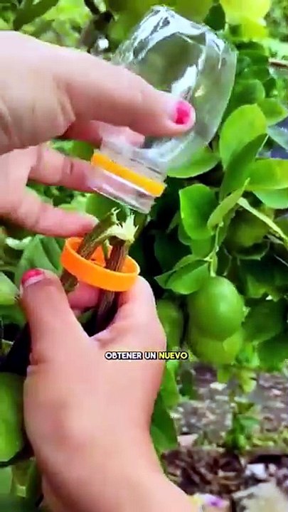 Aprende a cultivar tus propias hortalizas de forma orgánica y disfrutá alimentos frescos