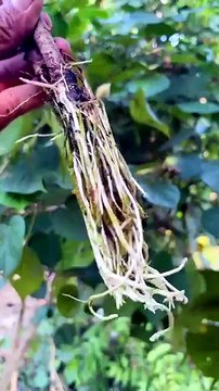 easy way to propagate plants using water #gardening #plants #shorts