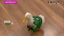 El pato 'Merlín' hace su predicción sobre los partidos de México