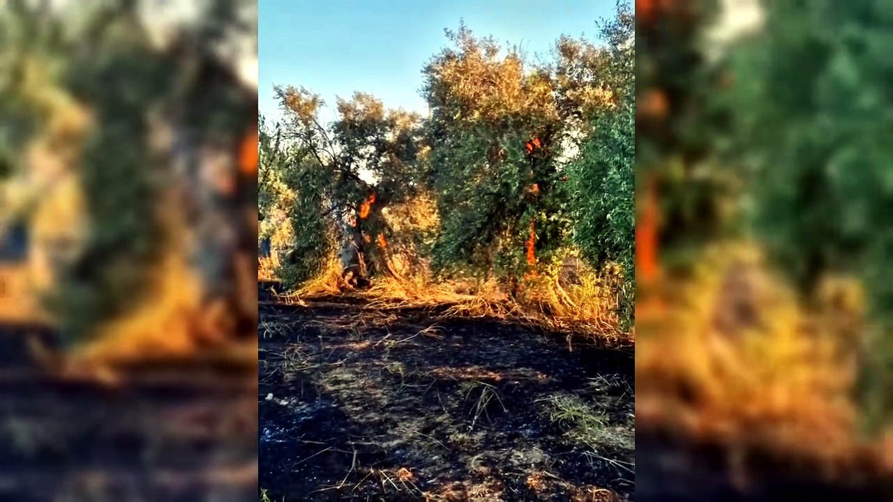 Trecento ettari in fumo, le fiamme distruggono un mandorleto: "Danni ingenti, ricominciare sar? dura" - VIDEO