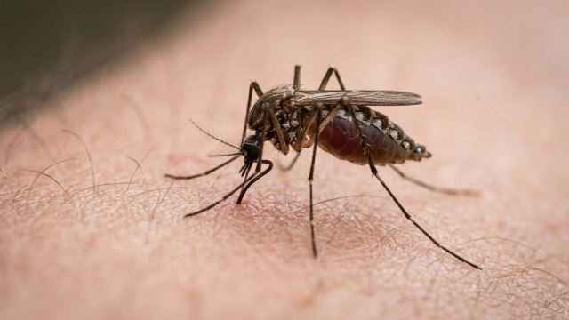CDC Alerts: Early Surge of West Nile Virus Observed in Texas, Louisiana, and Six California Counties