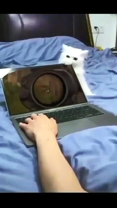 Proof that pets are actually broken