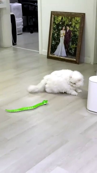 This cat's reaction to a moving snake is priceless