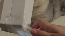 Cats Being Absolute Idiots For 3 Minutes Straight 😹