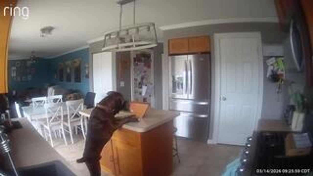 Dog Pulls Knife From Holder