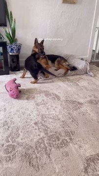 Funny German Shepherd dog #cute German Shepherd dog #sweet German Shepherd dog #beautifull German Shepherd dog #awsome dog #