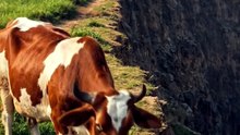 🐄 Cow Falls Into Deep Pit | Amazing Rescue Mission ❤️