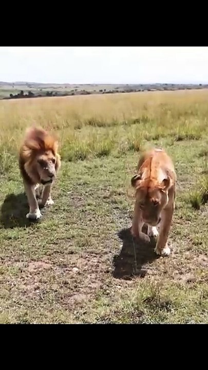 Funny Safari Encounter Playful Male Lion Bites Lioness Tail And Instantly Regrets It