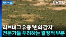 [자막뉴스] 대규모 군집은 없었지만...러브버그 유충 '새로운 정황' / YTN