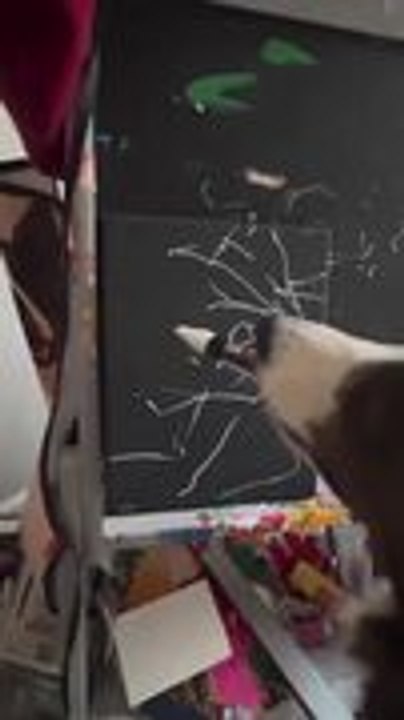 Border Collie Shows His Creative Side With Unique Artwork on Canvas