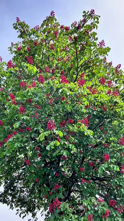 Lutzelbourg (57) #nature.mp4