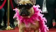 Dog dance