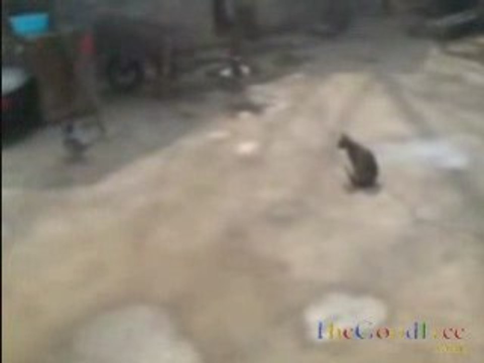 Combat chat vs pigeon