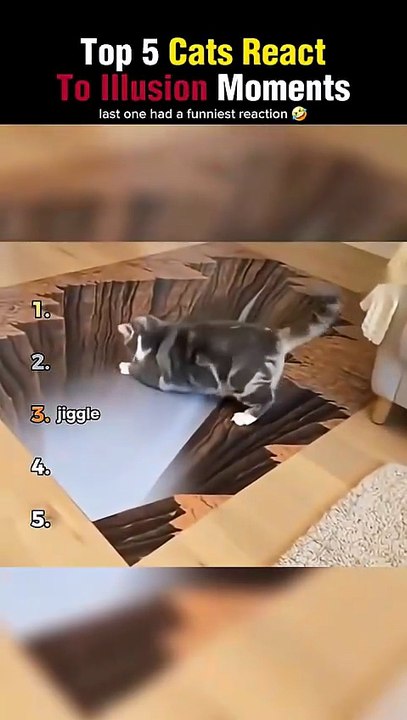 Top 5 Cats React to Illusion Moments😵‍💫