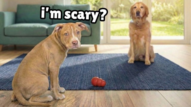 Golden Retriever Meets Dangerous Rescue Puppy