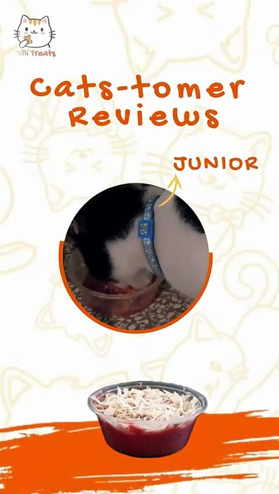 Homemade Cat Food in Karachi That Keeps Cats Coming Back | Billi Treats